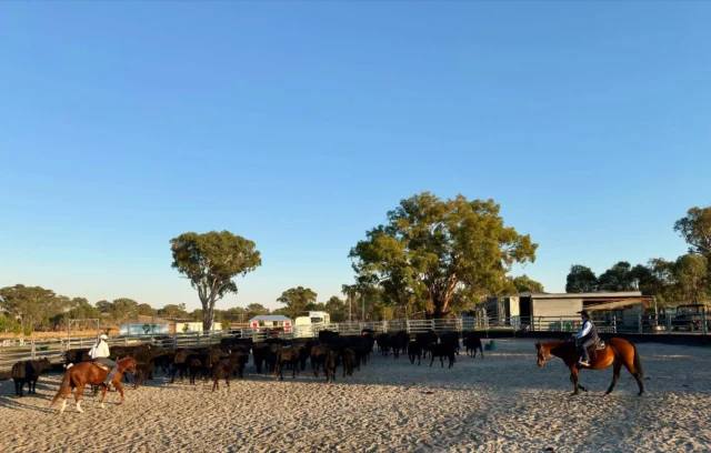 Stunning autumn morning to walk the cattle in 🤠